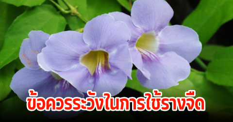ต้องรู้ 10 สรรพคุณรางจืด และข้อควรระวังที่ทุกคนไม่ทราบ