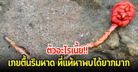 นักธรรมชาติวิทยาเฉลยแล้ว! ตัวปริศนาที่เกยตื้นริมหาด ที่แท้หาพบได้ยากมาก
