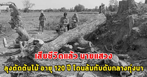 เสียชีวิตแล้ว นายแสวง ลุงตัดต้นไม้ อายุ 120 ปี โดนล้มทับดับกลางทุ่งนา