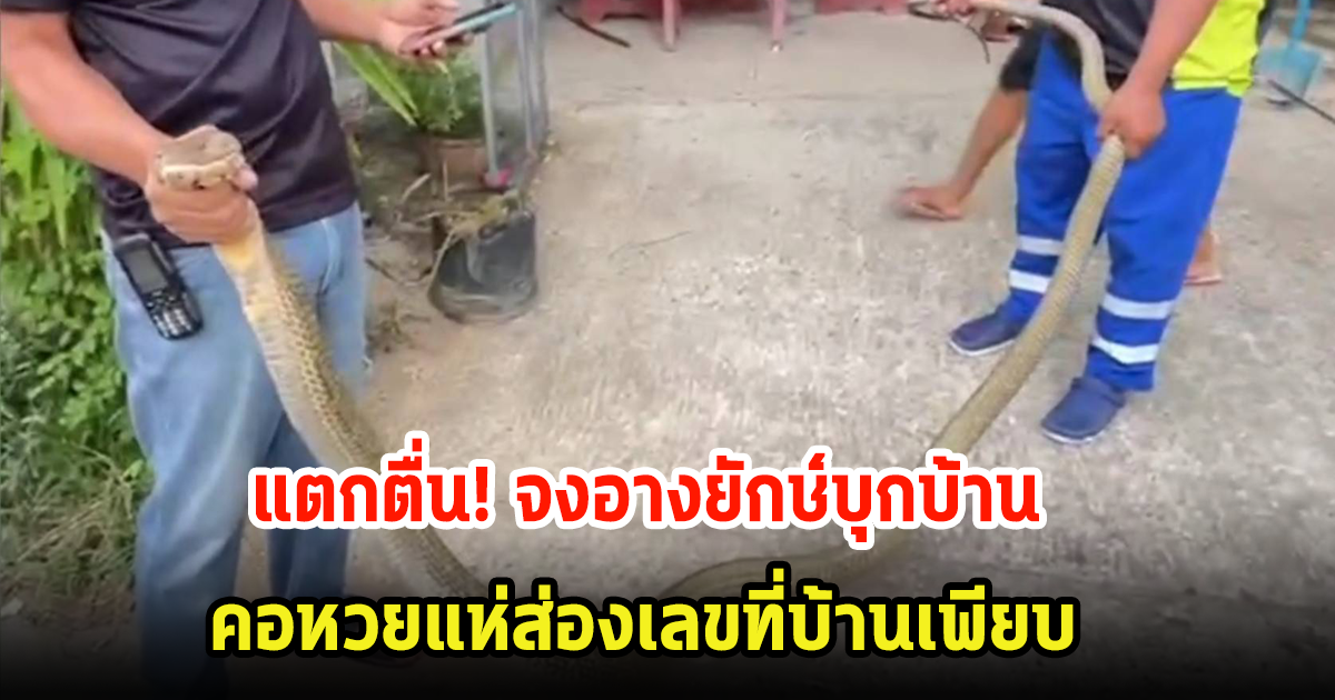 แตกตื่น! จงอางยักษ์บุกบ้าน คาดมากินนก ชาวบ้านแห่ส่องเลขที่บ้านเพียบ ลุ้น 1 มิ.ย. 67