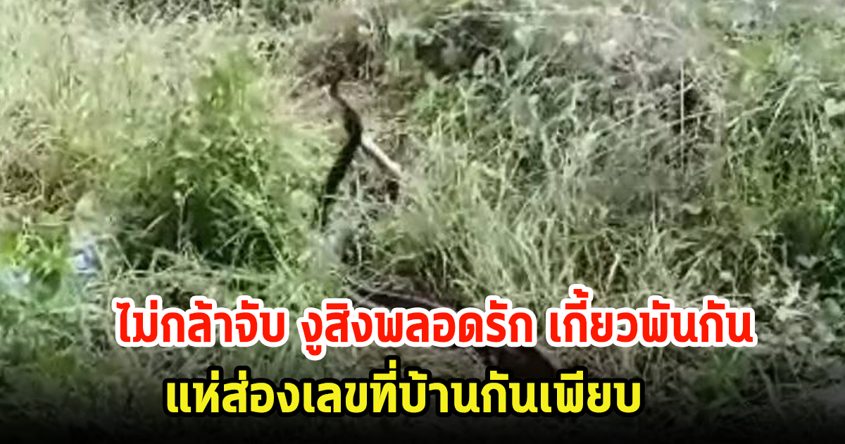 กู้ภัยกลัวบาป! ไม่กล้าจับ งูสิงพลอดรักต่อหน้า เกี้ยวพันกันอยู่นาน ชาวบ้านแห่ส่องเลขที่บ้านกันเพียบ