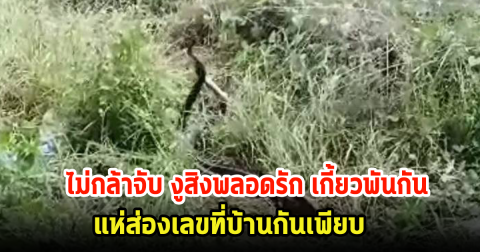 กู้ภัยกลัวบาป! ไม่กล้าจับ งูสิงพลอดรักต่อหน้า เกี้ยวพันกันอยู่นาน ชาวบ้านแห่ส่องเลขที่บ้านกันเพียบ