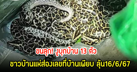 ขนลุก! งูบุกบ้าน 13 ตัว พบมีผู้บาดเจ็บจากการถูกกัด1คน ชาวบ้านแห่ส่องเลขที่บ้านเพียบ