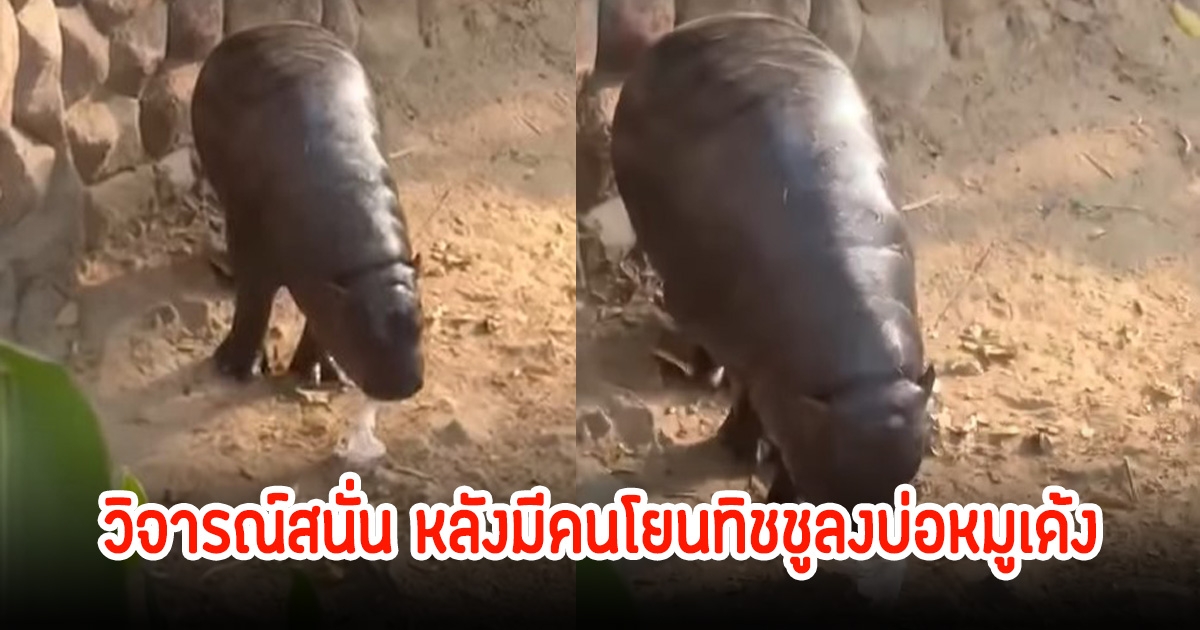 วิจารณ์สนั่น! หลังชาวเน็ตสงสัยว่าใคร โยนทิชชู่ลงบ่อให้ หมูเด้งกิน ล่าสุดทางเพจมาเฉลยแล้ว