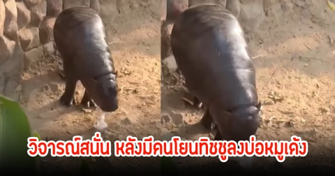 วิจารณ์สนั่น! หลังชาวเน็ตสงสัยว่าใคร โยนทิชชู่ลงบ่อให้ หมูเด้งกิน ล่าสุดทางเพจมาเฉลยแล้ว