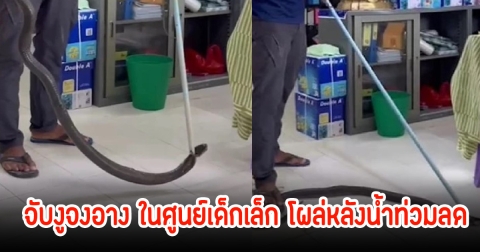 ระทึก! จับงูจงอาง ในศูนย์เด็กเล็ก โผล่หลังน้ำท่วมลด เจ้าหน้าที่ต้องท่องคาถาขณะจับเพราะดุมาก