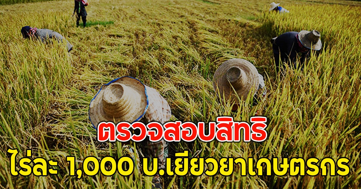 ตรวจสอบสิทธิ ไร่ละ 1,000 บ.เยียวยาเกษตรกร