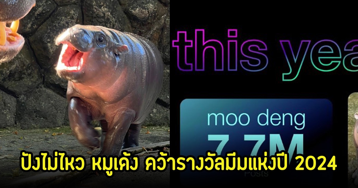 ดังไม่หยุด! หมูเด้ง คว้ารางวัลมีมแห่งปี 2024 ทำลายสถิติ 7.7 ล้านโพสต์