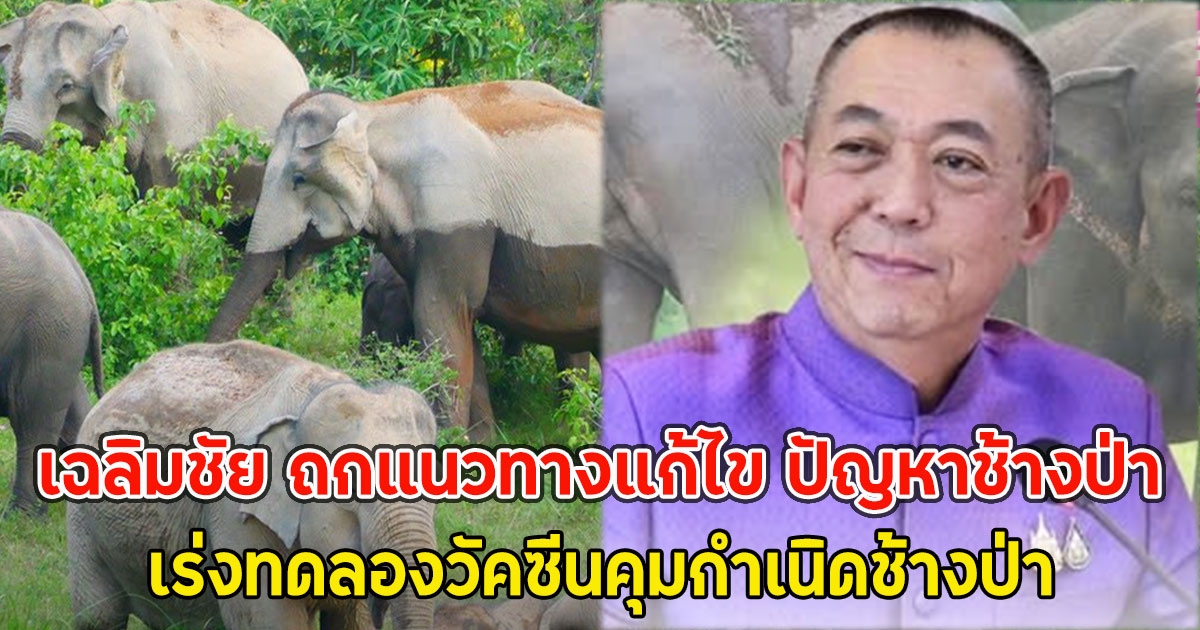 เฉลิมชัย ถกแนวทางแก้ไข ปัญหาช้างป่า เร่งทดลองวัคซีนคุมกำเนิดช้างป่า