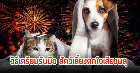 วิธีเตรียมรับสัตว์เลี้ยงตกใจ เสียงพลุ ในเทศกาลปีใหม่
