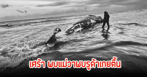 เศร้ารับปีใหม่ สูญเสียแม่พาฝัน วาฬบรูด้า ยักษ์ใหญ่แห่งทะเลชุมพร