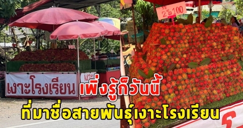 เปิดที่มาชื่อสายพันธุ์ เงาะโรงเรียน เพิ่งรู้ก็วันนี้