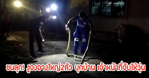 ขนลุก! งูจงอางใหญ่2ตัว บุกบ้าน เจ้าหน้าที่จับให้วุ่น