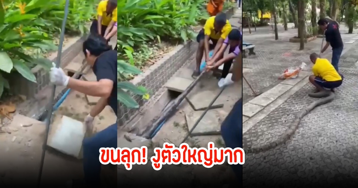 เชื่อมาให้โชค! งูเหลือมยักษ์ 3 ตัว กอดรัดฟัดเหวี่ยงกัน ในท่อวัดมหาธาตุ พร้อมเผยเลขเด็ด 3 ตัวเน้นๆ