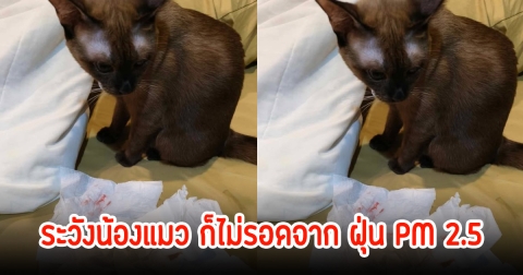 เตือนเหล่าทาส! ฝุ่น PM 2.5 หนัก น้องแมวจามมีเลือดออก