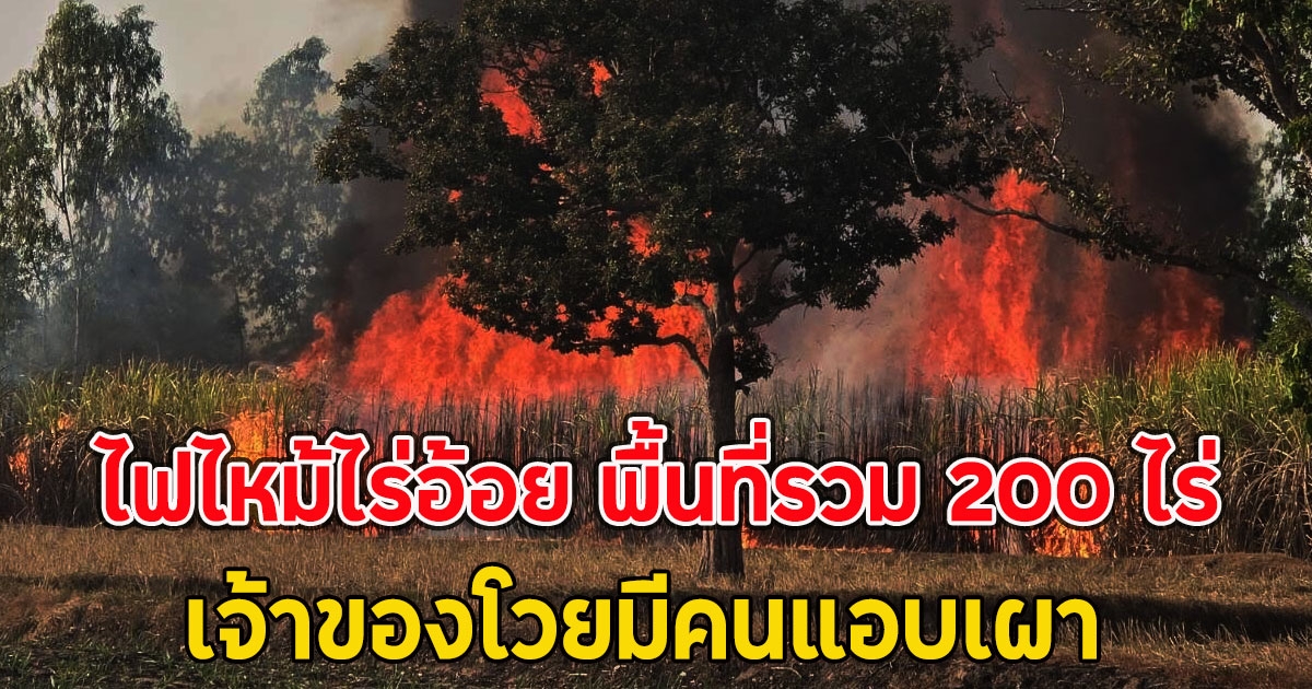 ไฟไหม้ไร่อ้อย พื้นที่รวม 200 ไร่ เจ้าของโวยมีคนแอบเผา