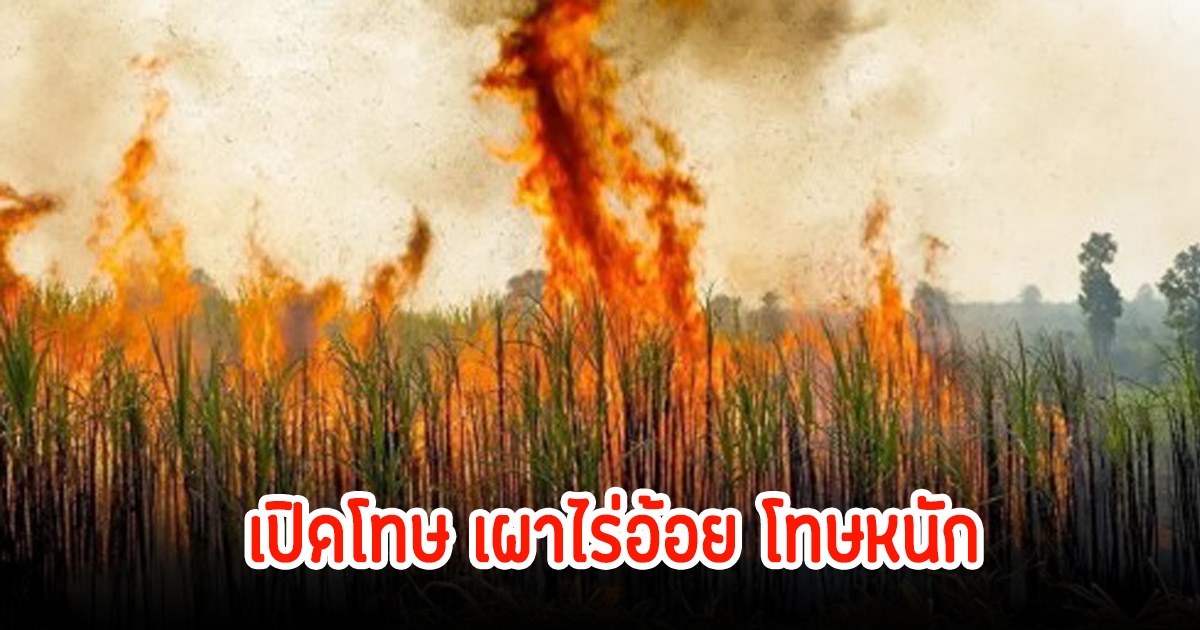 เปิดโทษ เผาไร่อ้อย โทษหนักพร้อมถูกตัดสิทธิ์