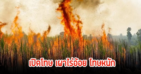 เปิดโทษ เผาไร่อ้อย โทษหนักพร้อมถูกตัดสิทธิ์