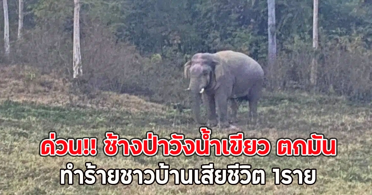 ด่วน!! ช้างป่าวังน้ำเขียว ตกมัน ทำร้ายชาวบ้านเสียชีวิต 1ราย