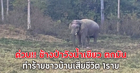 ด่วน!! ช้างป่าวังน้ำเขียว ตกมัน ทำร้ายชาวบ้านเสียชีวิต 1ราย