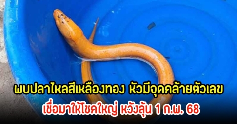 ฮือฮา! พบปลาไหลสีเหลืองทอง หัวมีจุดคล้ายตัวเลข เชื่อมาให้โชคใหญ่ ลุ้น 1 ก.พ. 68