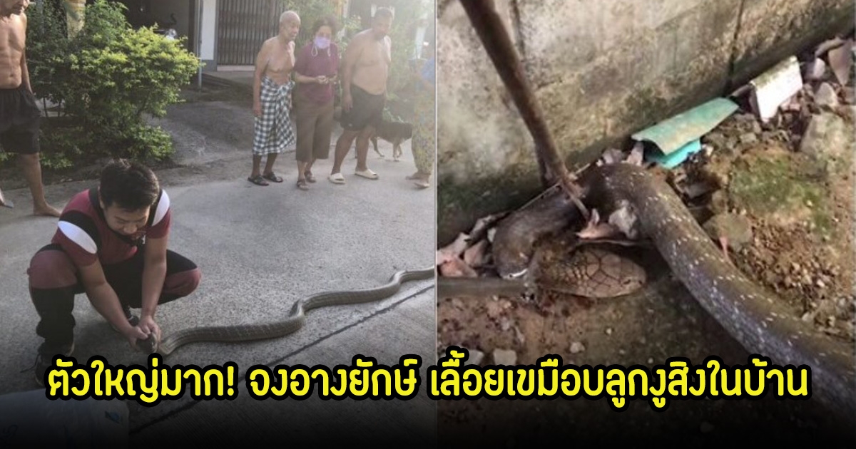 ตัวใหญ่มาก! จงอางยักษ์ เลื้อยเขมือบลูกงูสิงในบ้าน แจ้งกู้ภัยจับทันที