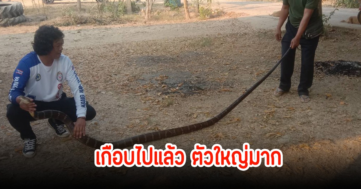 เกือบไปแล้ว! เจ้าของบ้านวิ่งกระเจิง เจองูจงอางตัวใหญ่ ซุกในห้องน้ำ