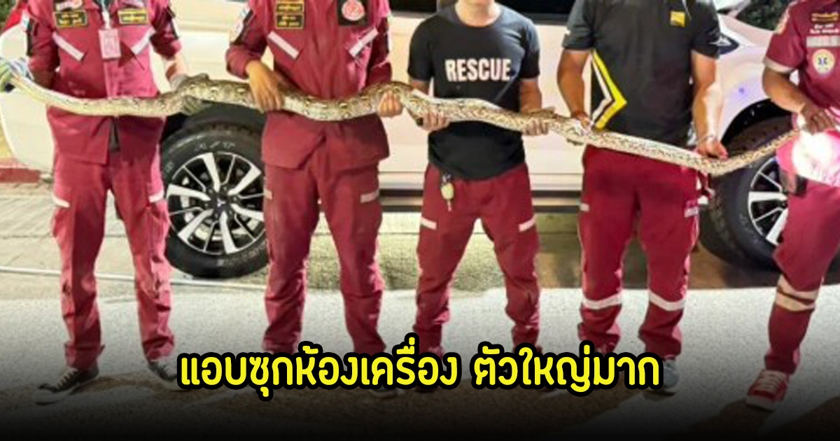 ขนลุก! เปิดฝากระโปรงรถเช็กน้ำมันเครื่อง เจองูเหลือมตัวใหญ่ แจ้งกู้ภัยช่วยจับให้วุ่น