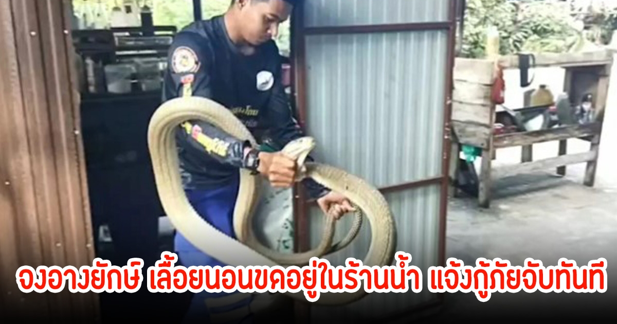 ตัวใหญ่มาก! จงอางยักษ์ เลื้อยนอนขดอยู่ในร้านน้ำ แจ้งกู้ภัยจับทันที