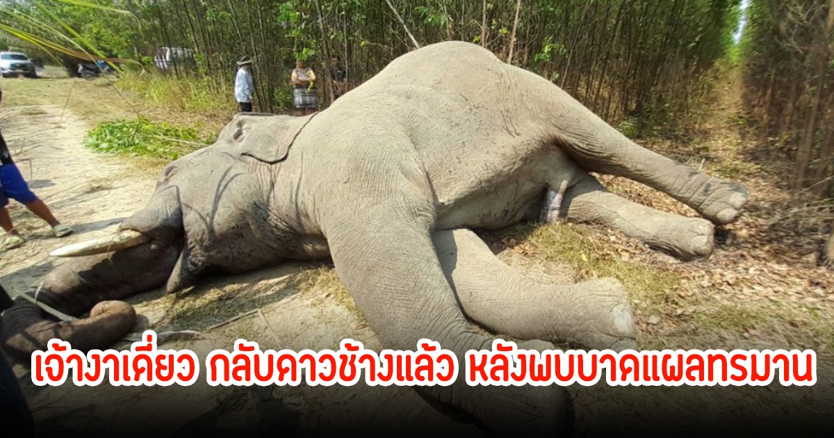 เศร้า! เจ้างาเดี่ยว กลับดาวช้างแล้ว หลังพบบาดแผลทรมาน ถูกลวดไฟฟ้าปลายงวงไหม้