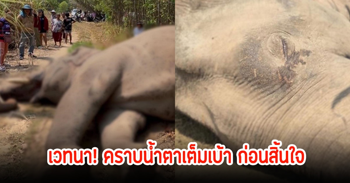 สุดเวทนา! ช้างป่า คราบน้ำตาเต็มเบ้า ก่อนสิ้นใจจะเจ็บปวด ทรมานมาก