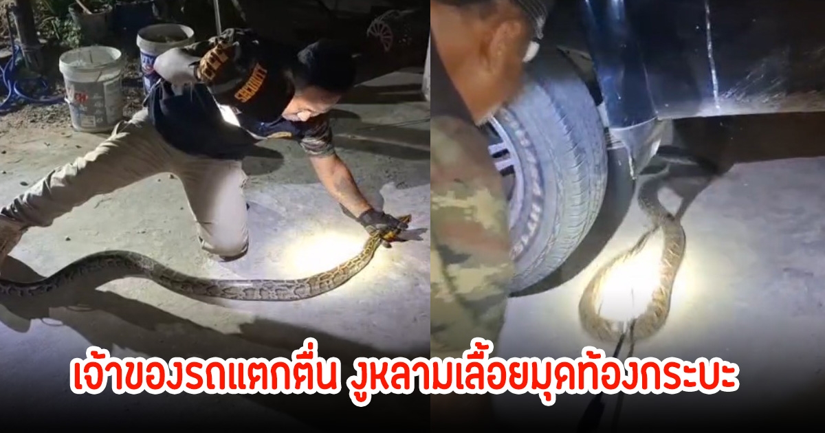 เจ้าของรถแตกตื่น งูหลามเลื้อยมุดท้องกระบะ เจ้าหน้าที่จับให้วุ่น