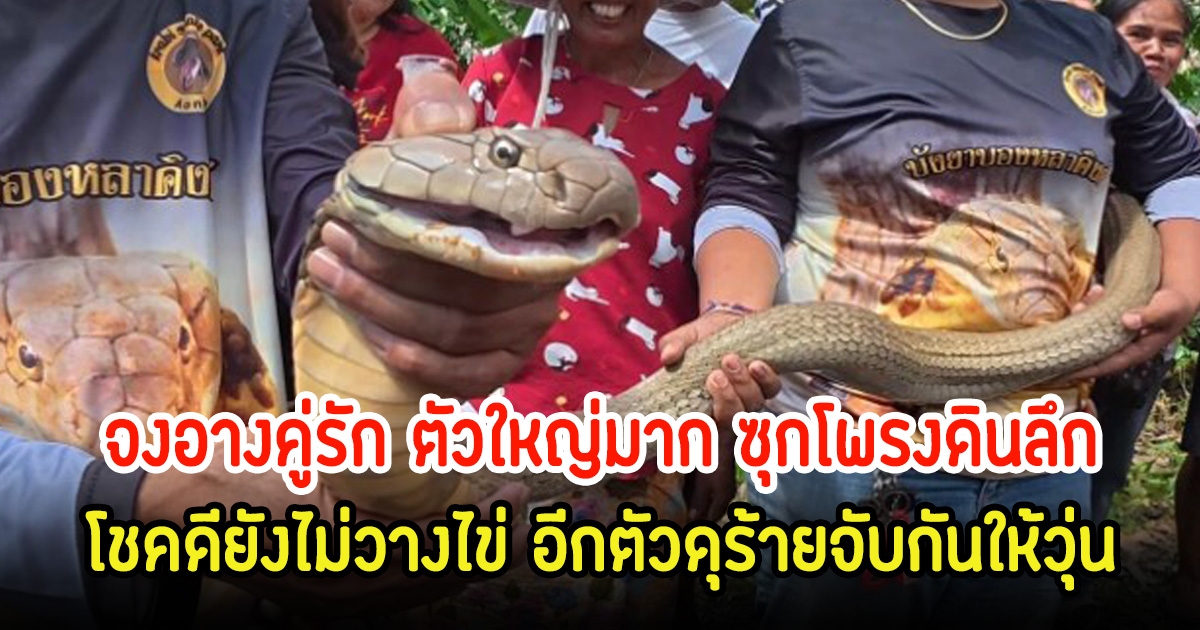 ขนลุก! จงอางคู่รัก ตัวใหญ่มาก ซุกโพรงดินลึกโชคดียังไม่วางไข่ อีกตัวดุร้ายจับกันให้วุ่น