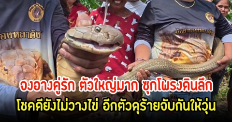 ขนลุก! จงอางคู่รัก ตัวใหญ่มาก ซุกโพรงดินลึกโชคดียังไม่วางไข่ อีกตัวดุร้ายจับกันให้วุ่น