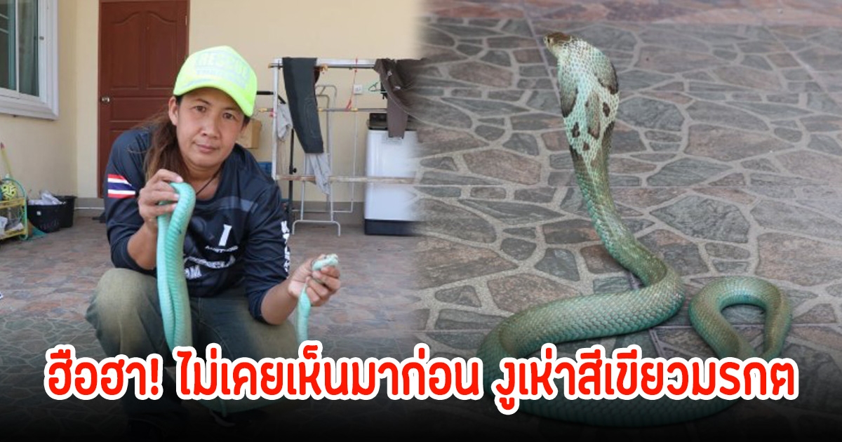 ฮือฮา! ไม่เคยเห็นมาก่อน งูเห่าสีเขียวมรกต เลื้อยเข้าบ้าน เผยดุมากขู่ตลอดเวลา