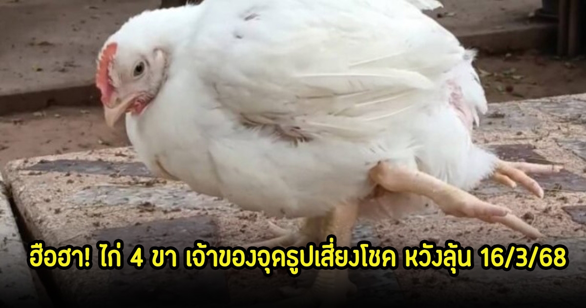 ฮือฮา! ไก่ 4 ขา ชี้ไปทางด้านหลัง เจ้าของจุดธูปเสี่ยงโชค หวังลุ้น 16 มี.ค. 68
