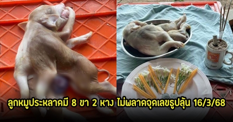 ฮือฮา! พบลูกหมูประหลาดมี 8 ขา 2 หาง ไม่พลาดจุดเลขธูปลุ้น 16 มี.ค. 68