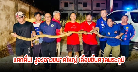 ชาวบ้านแตกตื่น! พบงูจงอางขนาดใหญ่ เลื้อยขึ้นศาลพระภูมิภายในพื้นที่หลังตลาดนัด