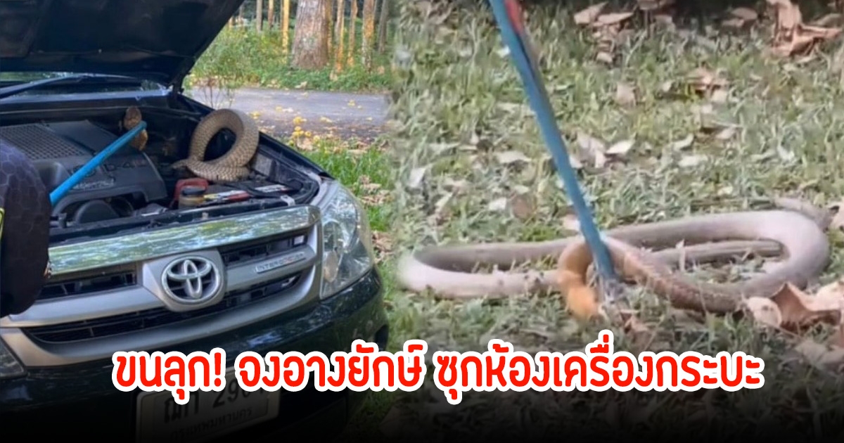 ขนลุก! จงอางยักษ์ ซุกห้องเครื่องกระบะกลางสวนยาง จับกันให้วุ่น