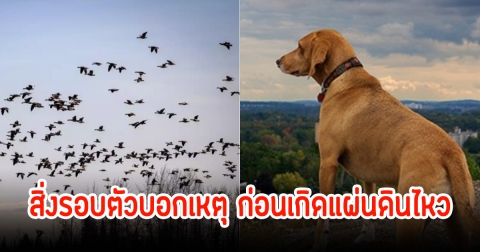 สิ่งรอบตัวบอกเหตุ ธรรมชาติ-สัญชาตญาณของสัตว์  ก่อนเกิดแผ่นดินไหว​