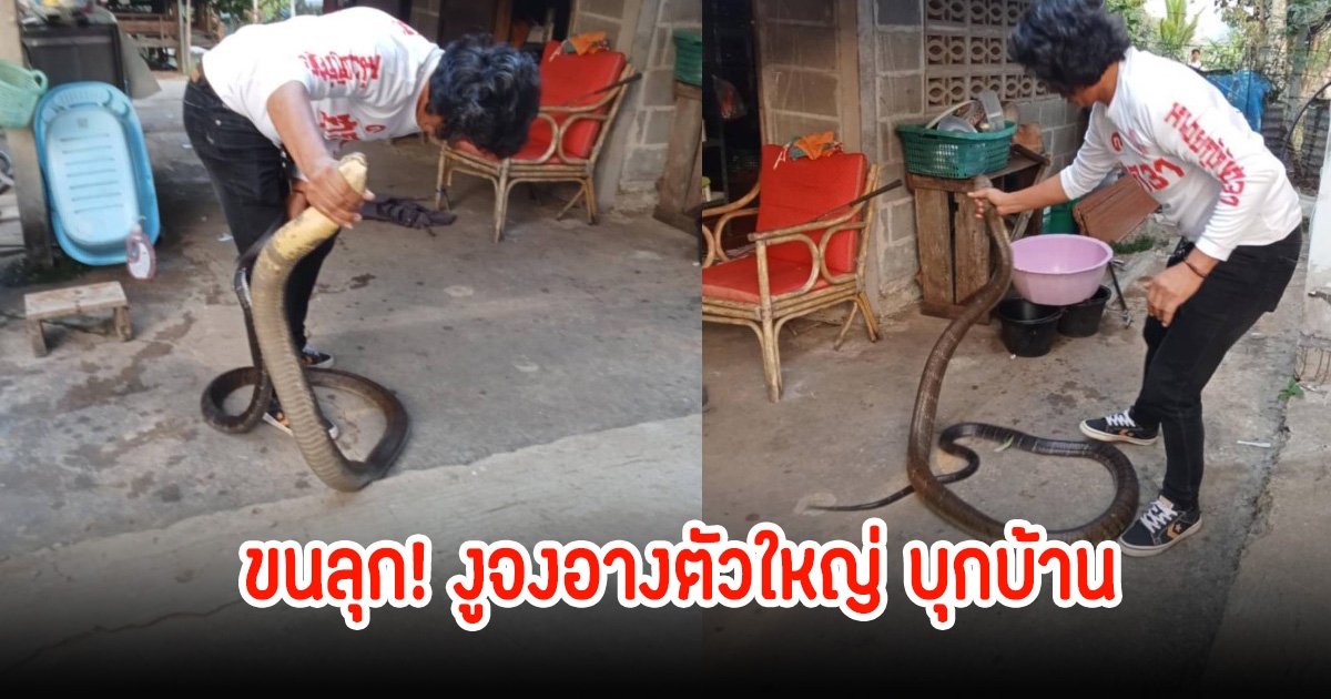 ขนลุก! งูจงอางตัวใหญ่ บุกบ้าน เจ้าหน้าที่ทําการจับปล่อยคืนสู่ธรรมชาติแล้ว