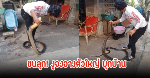 ขนลุก! งูจงอางตัวใหญ่ บุกบ้าน เจ้าหน้าที่ทําการจับปล่อยคืนสู่ธรรมชาติแล้ว