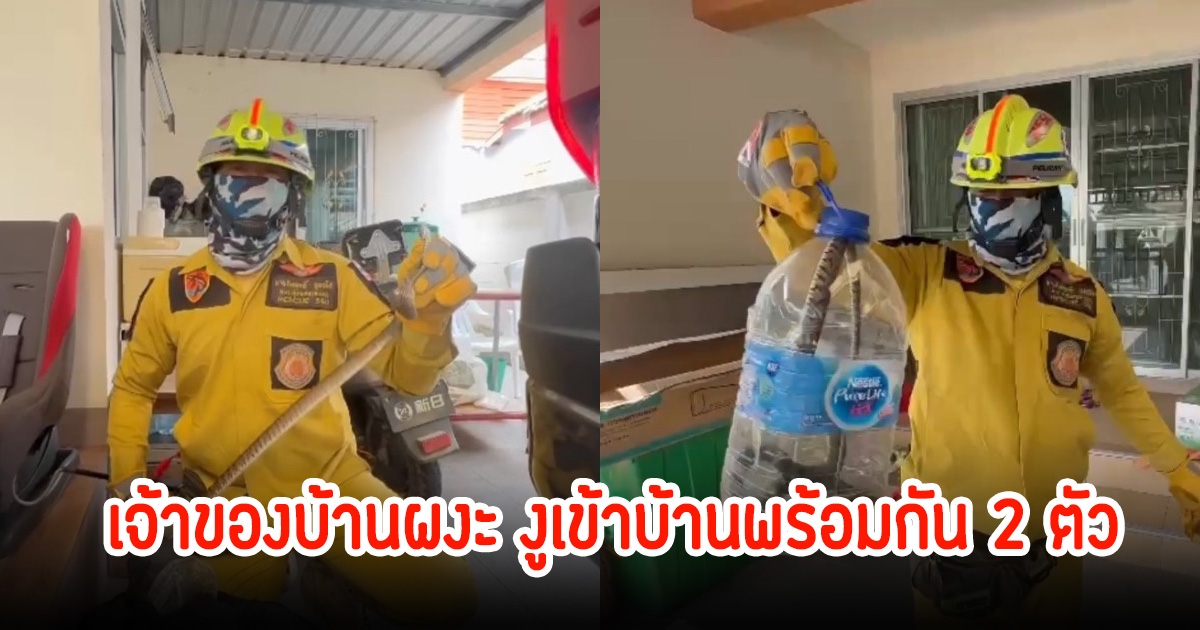 เข้าทีเดียว2ตัว! เจ้าของบ้านตกใจ เจองูอยู่ในบ้าน วิ่งหนีมาหน้าบ้านเจออีกตัว รีบแจ้งกู้ภัยมาจับทันที