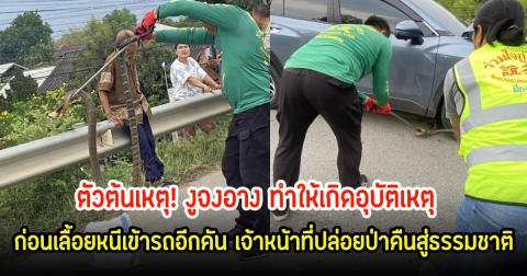 ตัวต้นเหตุ! งูจงอาง ทำให้เกิดอุบัติเหตุ ก่อนเลื้อยหนีเข้ารถอีกคัน เจ้าหน้าที่ปล่อยป่าคืนสู่ธรรมชาติ