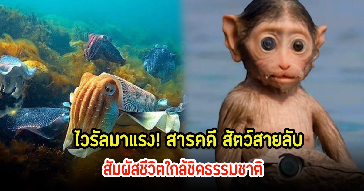 ไวรัลมาแรง! สารคดี สัตว์สายลับ สัมผัสชีวิตใกล้ชิดธรรมชาติ