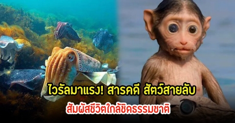 ไวรัลมาแรง! สารคดี สัตว์สายลับ สัมผัสชีวิตใกล้ชิดธรรมชาติ