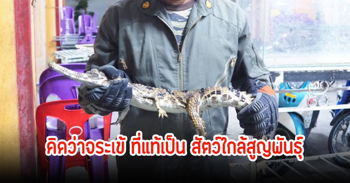 ชาวบ้านผวา นึกว่าว่าจระเข้อยู่ใต้ถุนบ้าน รีบแจ้งเจ้าหน้าที่มาจับ สุดท้ายพบเป็นสัตว์ใกล้สูญพันธ์ุ