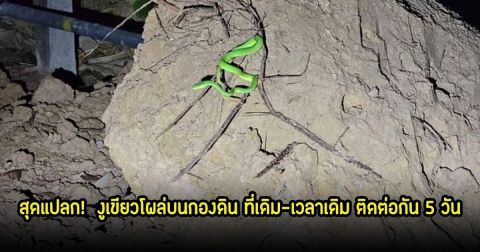 สุดแปลก! เจ้าของบ้านเผย งูเขียวโผล่บนกองดิน ที่เดิม-เวลาเดิม ติดต่อกัน 5 วัน