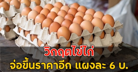 วิกฤตไข่ไก่ จ่อขึ้นราคาอีก แผงละ 6 บ. เริ่มพรุ่งนี้