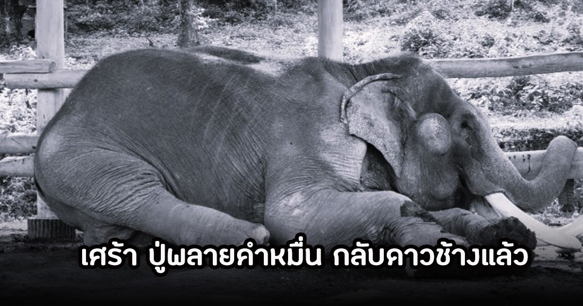 สุดเศร้า! ปู่พลายคำหมื่น งาอ้อมจักรวาล วัย 90 ปี กลับดาวช้างแล้ว